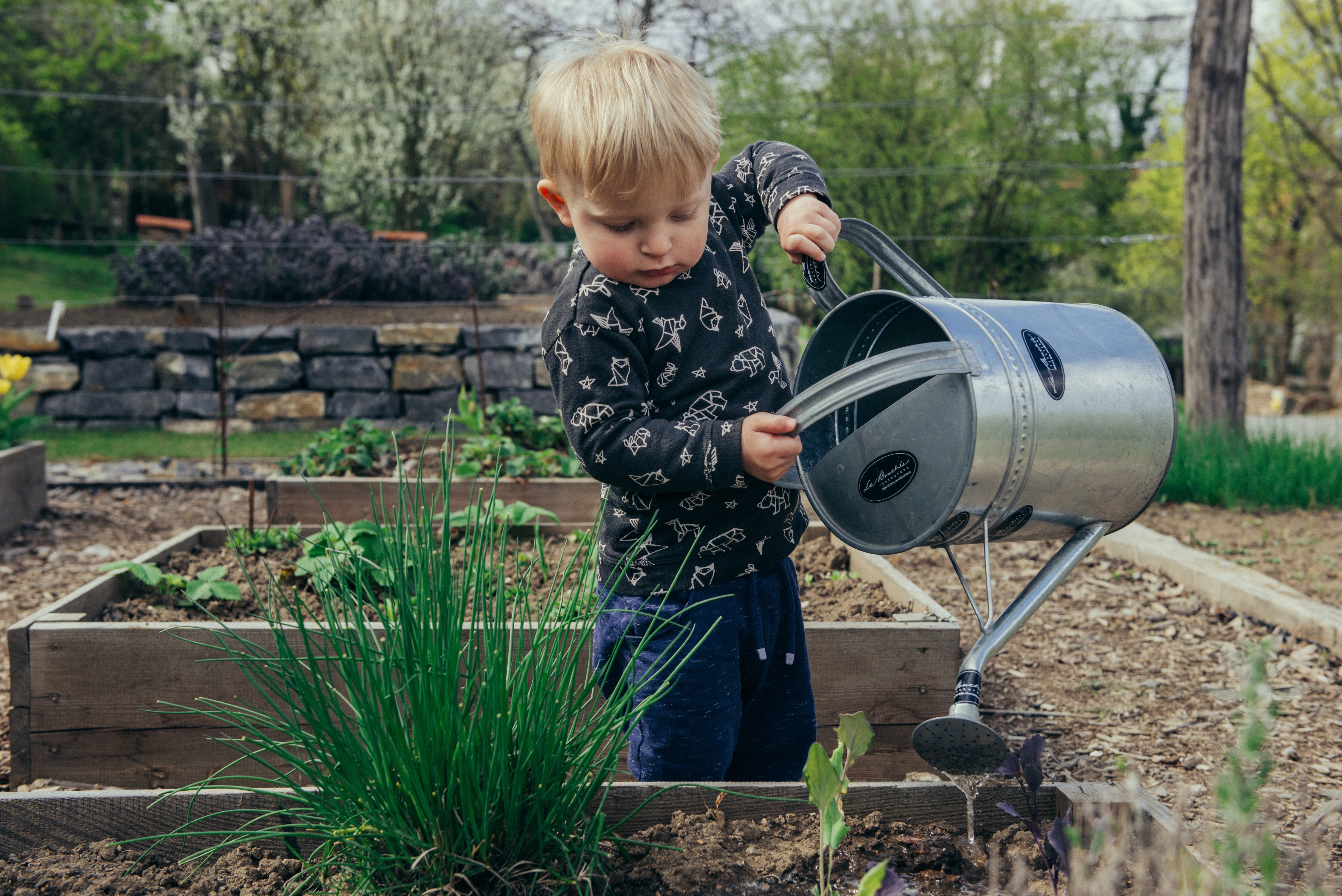 kid watering plants with large metal watering can